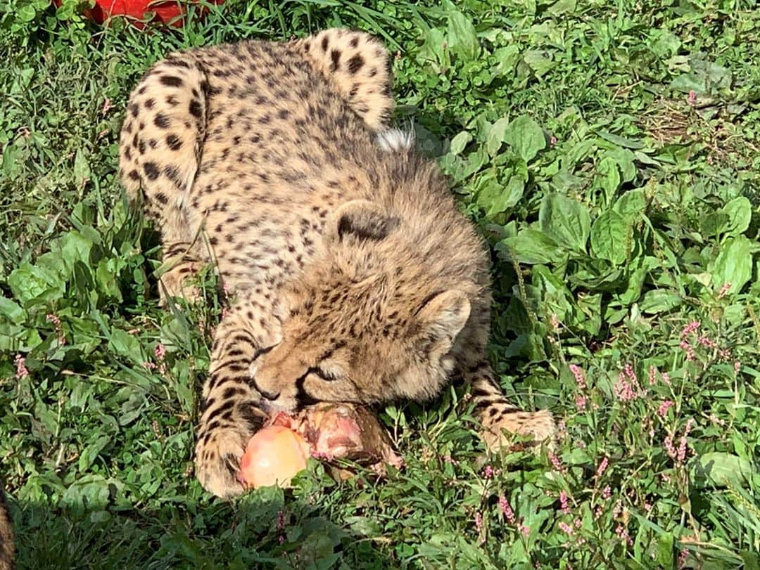 スミソニアン国立動物園のインスタグラム