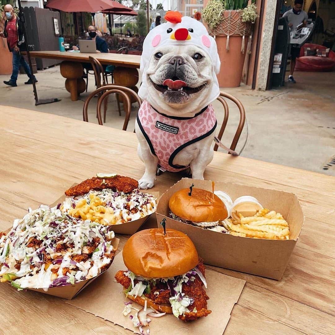 Regeneratti&Oliveira Kennelさんのインスタグラム写真 - (Regeneratti&Oliveira KennelInstagram)「You are what you eat 😂🐓 @brucelovesbella in the Leo-Beige harness and she is a clucking cutie!! . . SHOP the Limited Edition Fall/Winter Collection only at www.frenchie.com .🎁 Get 10% off  with code jmarcoz10 🐾  . #frenchiepetsupply #pugsofinsta #frenchiesofinsta #reversibleharness #dogharness #frenchie #frenchiebulldog」11月11日 1時39分 - jmarcoz