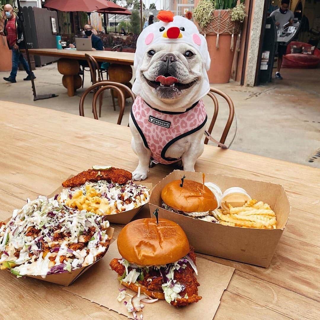 Regeneratti&Oliveira Kennelのインスタグラム：「You are what you eat 😂🐓 @brucelovesbella in the Leo-Beige harness and she is a clucking cutie!! . . SHOP the Limited Edition Fall/Winter Collection only at www.frenchie.com .🎁 Get 10% off  with code jmarcoz10 🐾  . #frenchiepetsupply #pugsofinsta #frenchiesofinsta #reversibleharness #dogharness #frenchie #frenchiebulldog」