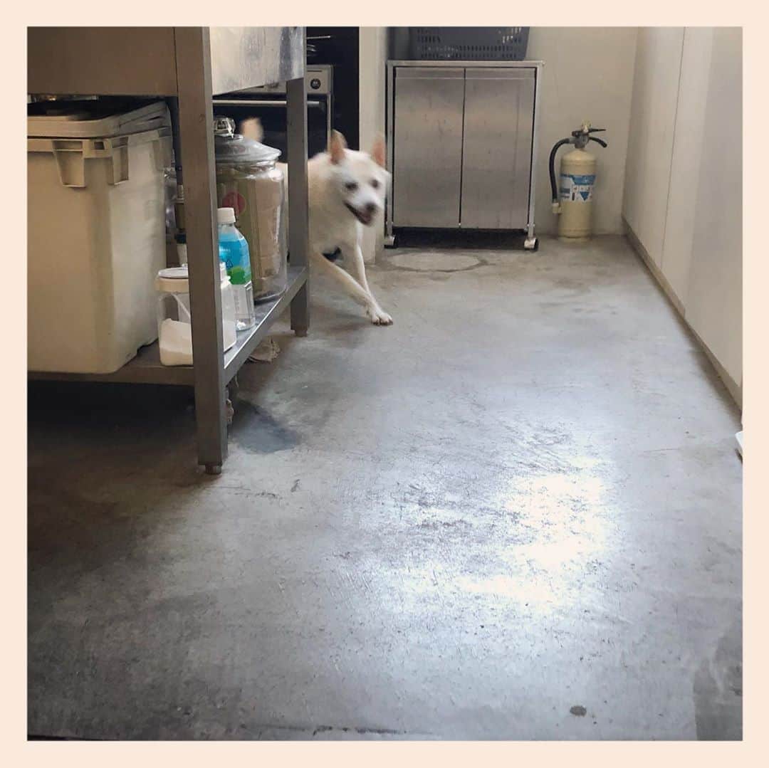 パンといっぴきのインスタグラム：「今日は3周💨💨💨  #元保護犬 #雑種犬 #crossbreed #mixdog #キップル14歳 #走る犬」