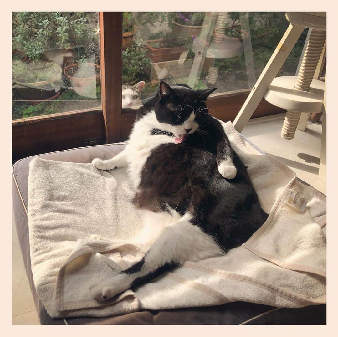 パンといっぴきのインスタグラム：「#元保護猫 #ハチワレ #白黒猫 #blackandwhitecat #tuxedocat #地域猫」