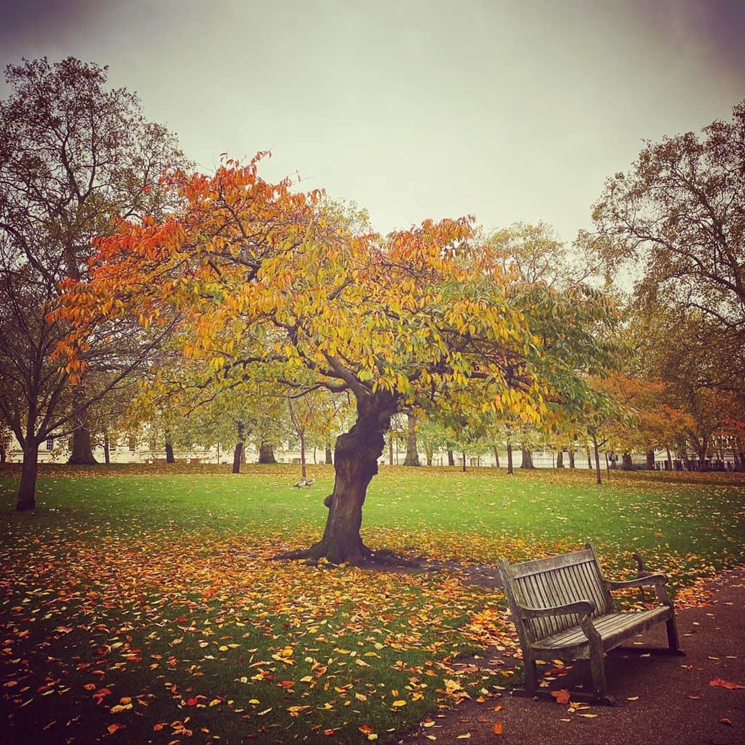 KOKIAのインスタグラム：「Autumn is here. I found the best position to rest. Would you join me for coffee?  #tokyo #japan #japon #kokia #photography #歌手 #コキア #insta #art #beautiful #picoftheday #follow #女性 #ロンドン #photooftheday #woman #jmusic #london #singer #songwriter #jpop #vocalist #voice #声 #ライブ #live #綺麗 #日本 #livestream」