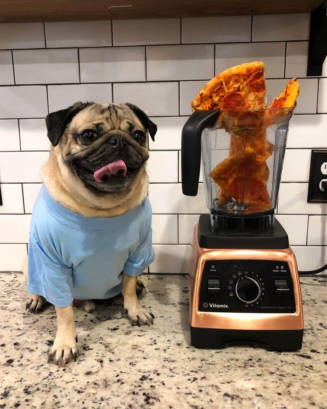 itsdougthepugさんのインスタグラム写真 - (itsdougthepugInstagram)「“A delicious and nutritious breakfast” -Doug」11月11日 1時52分 - itsdougthepug