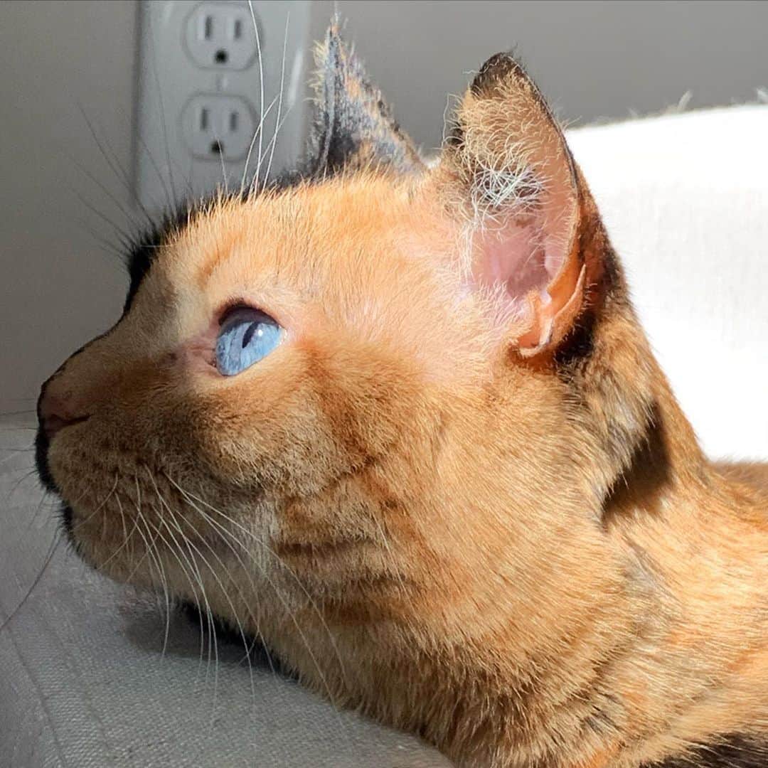 Venus Cat さんのインスタグラム写真 - (Venus Cat Instagram)「How do you like my side profile? 🧡☀️」11月11日 1時56分 - venustwofacecat