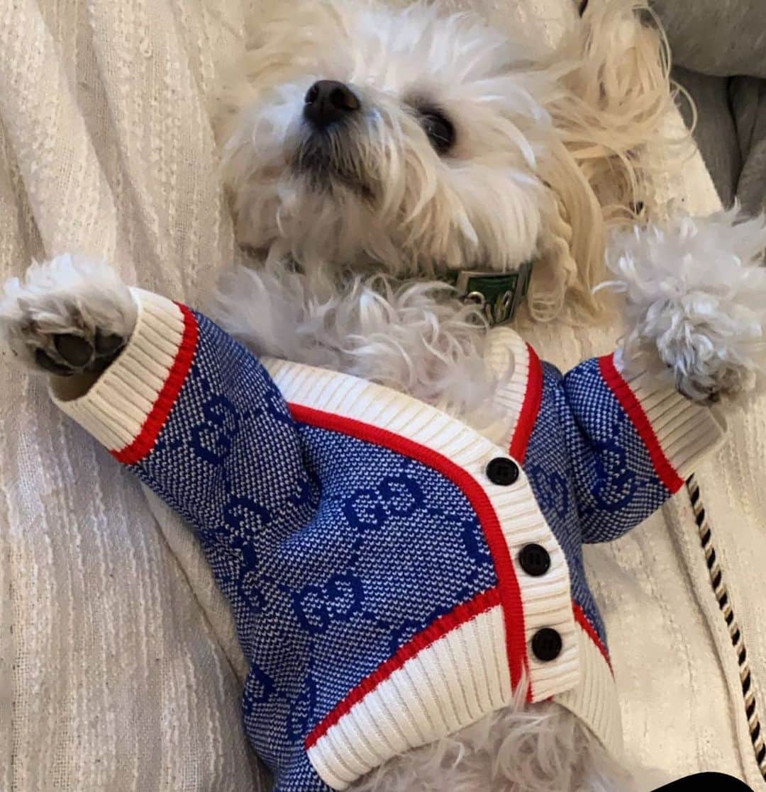 ルーシー・ヘイルのインスタグラム：「Elvis insisted on Gucci」