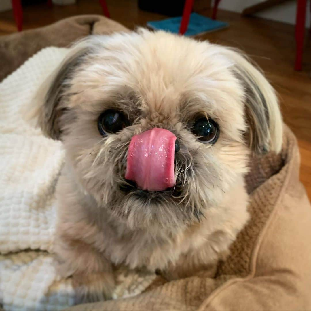 Dougie the Shih Tzuさんのインスタグラム写真 - (Dougie the Shih TzuInstagram)「#tot」11月11日 2時01分 - dailydougie