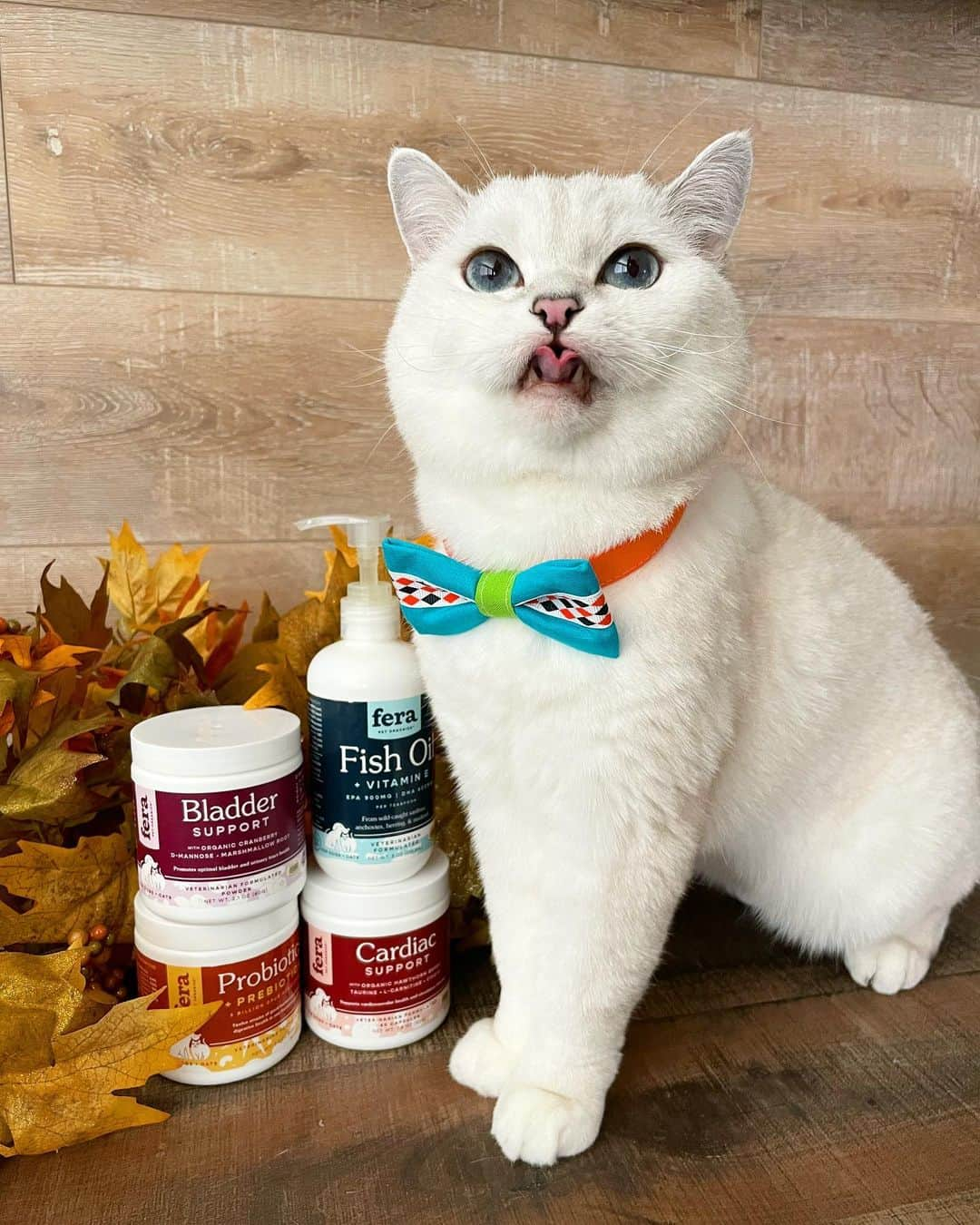 ミスター・ホワイトさんのインスタグラム写真 - (ミスター・ホワイトInstagram)「I’m a big fan of probiotics and I trust @ferapetorganics for all of my supplement needs. My mommy mixes probiotics into my food daily and it gives my gut extra support to maintain good health. Link in bio to learn more about the pawsome benefits and explore other veterinarian formulated products offered by Fera Pet including, Fish Oil, Cardiac Support, and Bladder Support! #ferapetorganics #ad」11月11日 2時14分 - white_coffee_cat