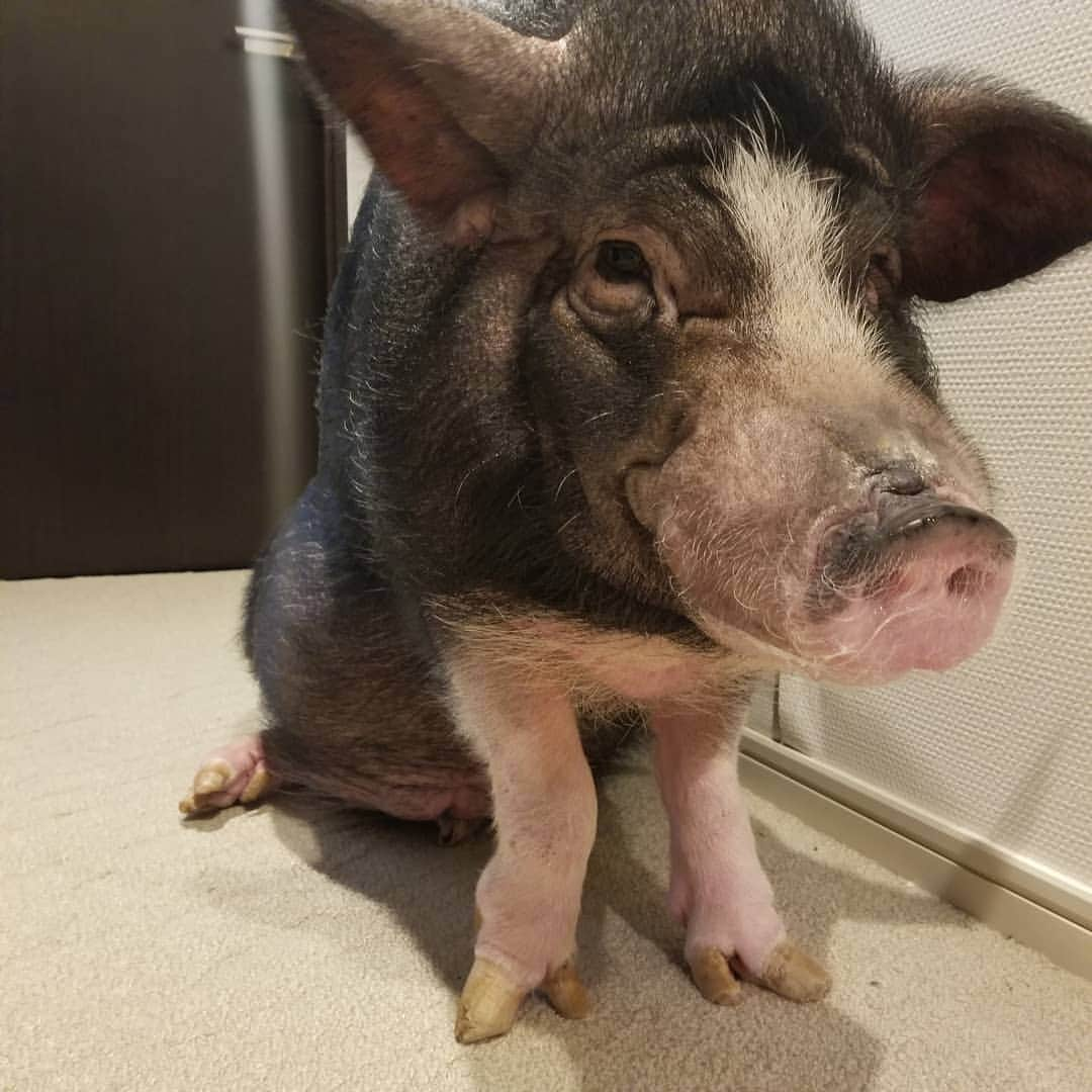 前園真聖さんのインスタグラム写真 - (前園真聖Instagram)「どうも🐽😊 #セブン #ミニブタ」11月11日 12時06分 - maezono_masakiyo