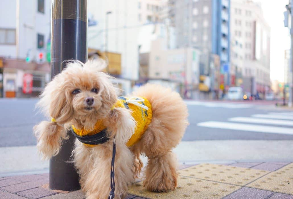 Toypoodle Mikuru?Asakusa Tokyoさんのインスタグラム写真 - (Toypoodle Mikuru?Asakusa TokyoInstagram)「20201111 Wednesday. Good morning! Friends ♥️ 都内みくる地区。 朝の気温がとうとう一桁の9℃。 すっかり冬っぽい感じになって来ました。 しかーし‼️寒さに負けず今朝も元気にあさんぽ みきゅるん😆 . でも、寒さはまだまだこれからが本番だよね😅 . みきゅるんお散歩用に小さいカイロを買っておかないと。 ヘルニア再発防止には必須アイテム🦾 . #雷門 #あさんぽ #ボサボサ #街角みくるん」11月11日 12時03分 - purapura299