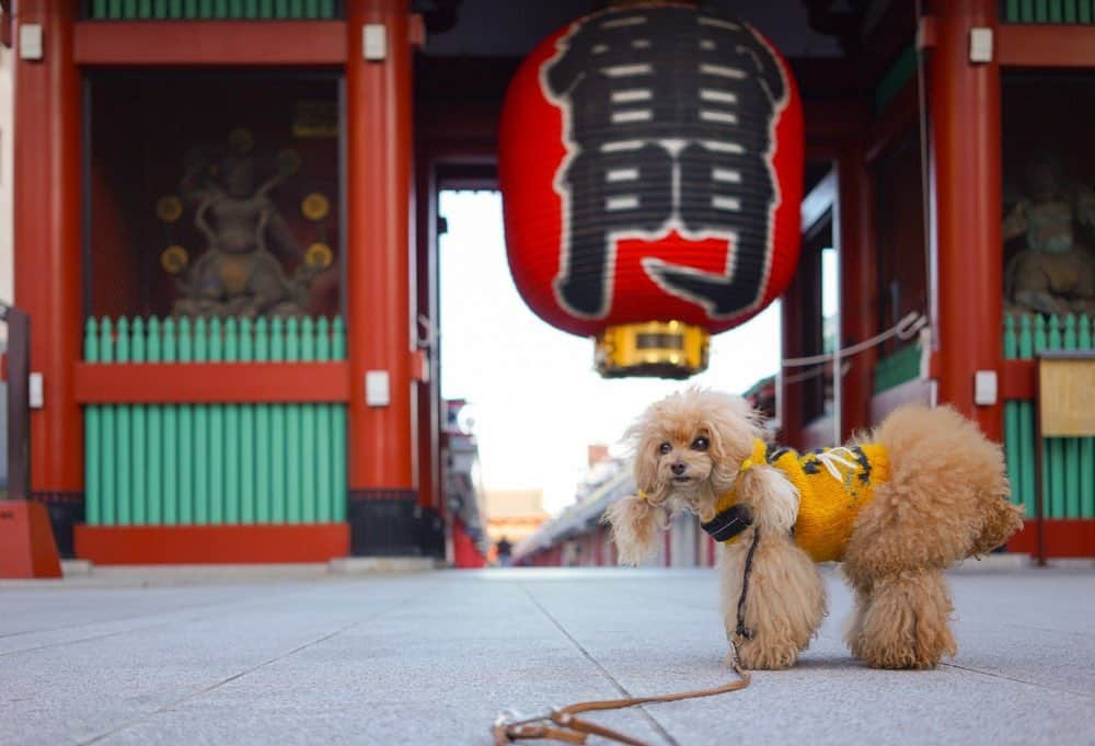 Toypoodle Mikuru?Asakusa Tokyoさんのインスタグラム写真 - (Toypoodle Mikuru?Asakusa TokyoInstagram)「20201111 Wednesday. Good morning! Friends ♥️ 都内みくる地区。 朝の気温がとうとう一桁の9℃。 すっかり冬っぽい感じになって来ました。 しかーし‼️寒さに負けず今朝も元気にあさんぽ みきゅるん😆 . でも、寒さはまだまだこれからが本番だよね😅 . みきゅるんお散歩用に小さいカイロを買っておかないと。 ヘルニア再発防止には必須アイテム🦾 . #雷門 #あさんぽ #ボサボサ #街角みくるん」11月11日 12時03分 - purapura299