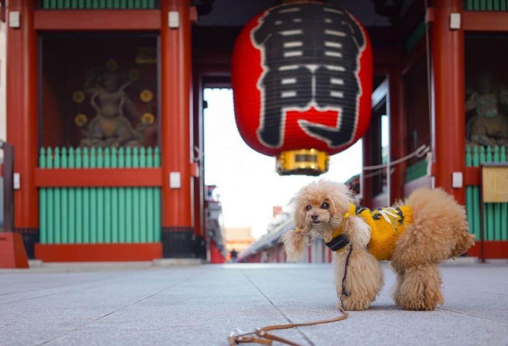 Toypoodle Mikuru?Asakusa Tokyoのインスタグラム：「20201111 Wednesday. Good morning! Friends ♥️ 都内みくる地区。 朝の気温がとうとう一桁の9℃。 すっかり冬っぽい感じになって来ました。 しかーし‼️寒さに負けず今朝も元気にあさんぽ みきゅるん😆 . でも、寒さはまだまだこれからが本番だよね😅 . みきゅるんお散歩用に小さいカイロを買っておかないと。 ヘルニア再発防止には必須アイテム🦾 . #雷門 #あさんぽ #ボサボサ #街角みくるん」