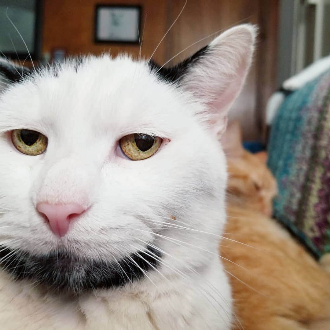 Garyのインスタグラム：「I just wanted to say thanks to you guys for continuing to check on me, here's a little 'rona update: I am out of quarantine/isolation, back at work and the best thing is that I didn't infect my husband or anyone else.  It's so rampant right now, please, at the first sign of a cold, arrange for a test and lock yourself up. It didn't hit me too hard but you just don't know what it will do. I do have some lingering symptoms, my head is full of snot in a way that I haven't experienced before, it's just a weird feeling. I'm still having taste and smell problems. Last is general body aches, but that may be because I have 5-6 cats wanting to lay on me at all times.」