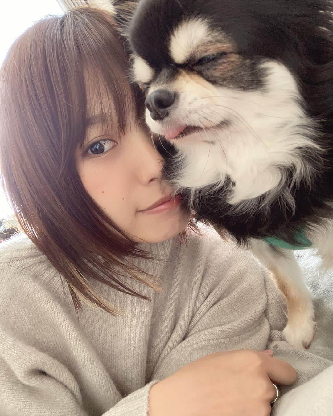 原あやのさんのインスタグラム写真 - (原あやのInstagram)「うちのこ  #チワワ#ちわわ#犬#いぬすたぐらむ#instadog#ちわすたぐらむ#チワワ部#ちわわ部#うちのこかわいい#わんすたぐらむ#セルフィ」11月11日 12時26分 - ayano_hara_69