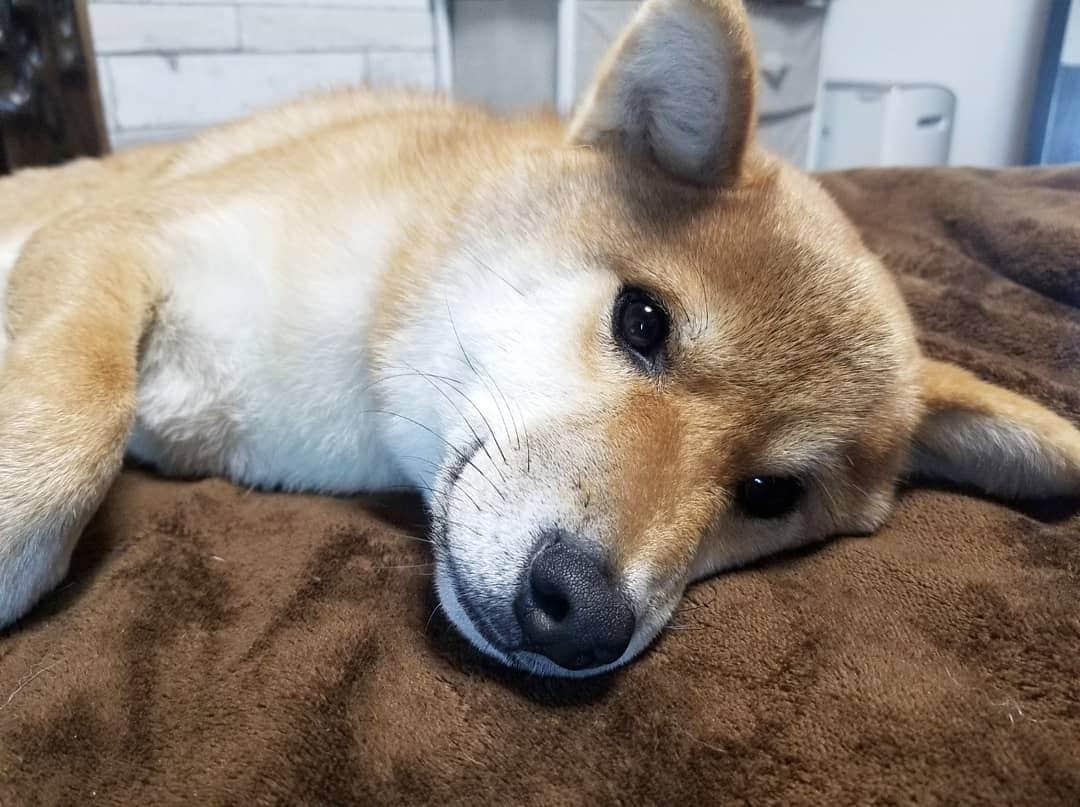 柴犬たま Shibainu Tamaのインスタグラム