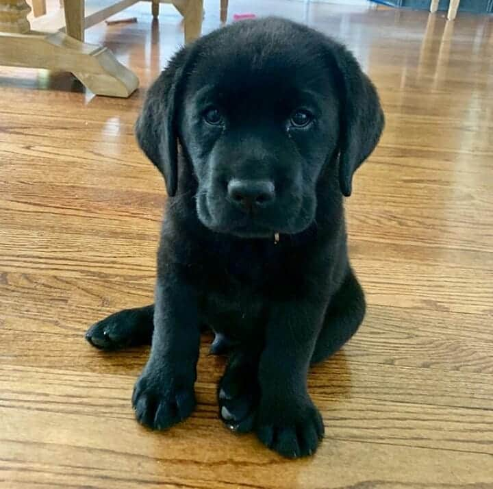 World of Labradors!さんのインスタグラム写真 - (World of Labradors!Instagram)「In case you're stressed today, here's Moose. - @black_labmoose」11月11日 12時36分 - worldoflabs