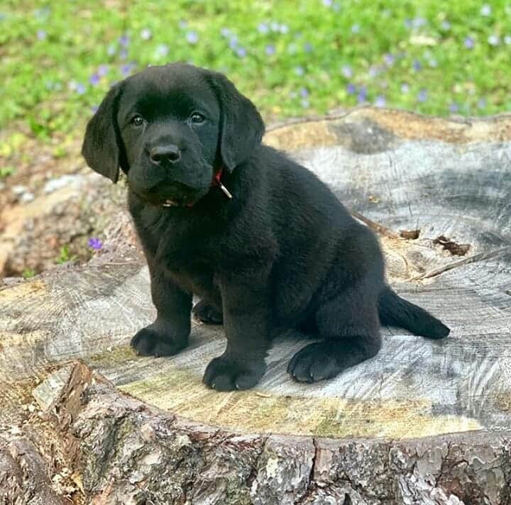 World of Labradors!さんのインスタグラム写真 - (World of Labradors!Instagram)「In case you're stressed today, here's Moose. - @black_labmoose」11月11日 12時36分 - worldoflabs