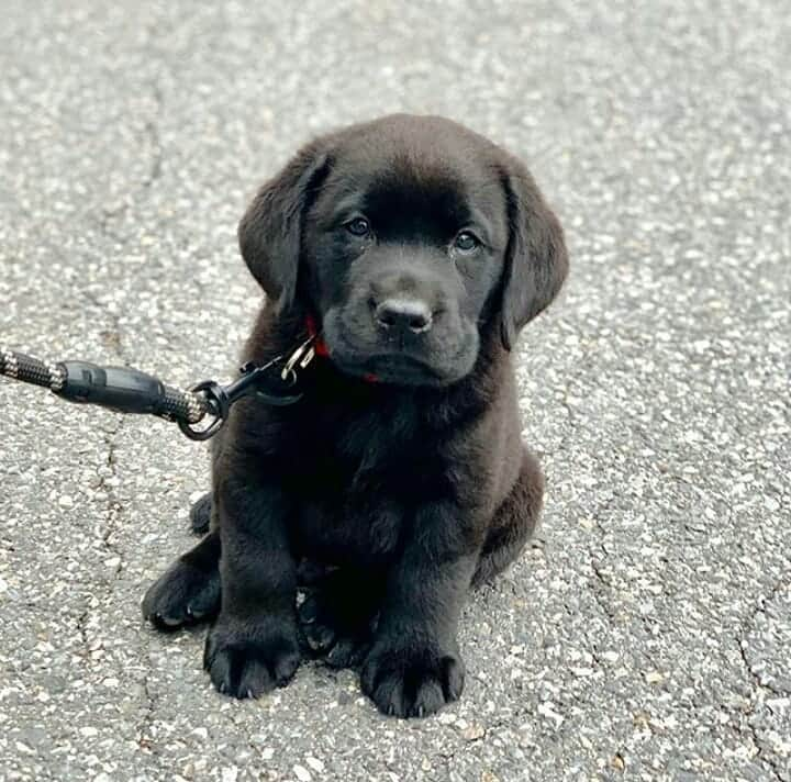 World of Labradors!さんのインスタグラム写真 - (World of Labradors!Instagram)「In case you're stressed today, here's Moose. - @black_labmoose」11月11日 12時36分 - worldoflabs