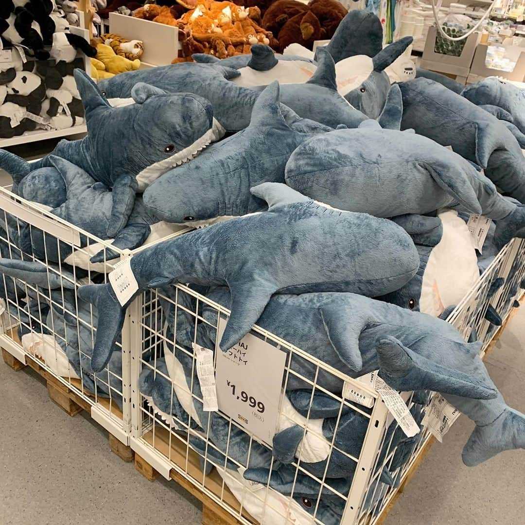 悠斗さんのインスタグラム写真 - (悠斗Instagram)「. 🦈  #ikea #イケア #blahaj #blahajshark #ブローハイ #ぬいぐるみ #plushdoll #plushdolls #サメ #サメのぬいぐるみ #shark」11月11日 12時44分 - _tsu_0312