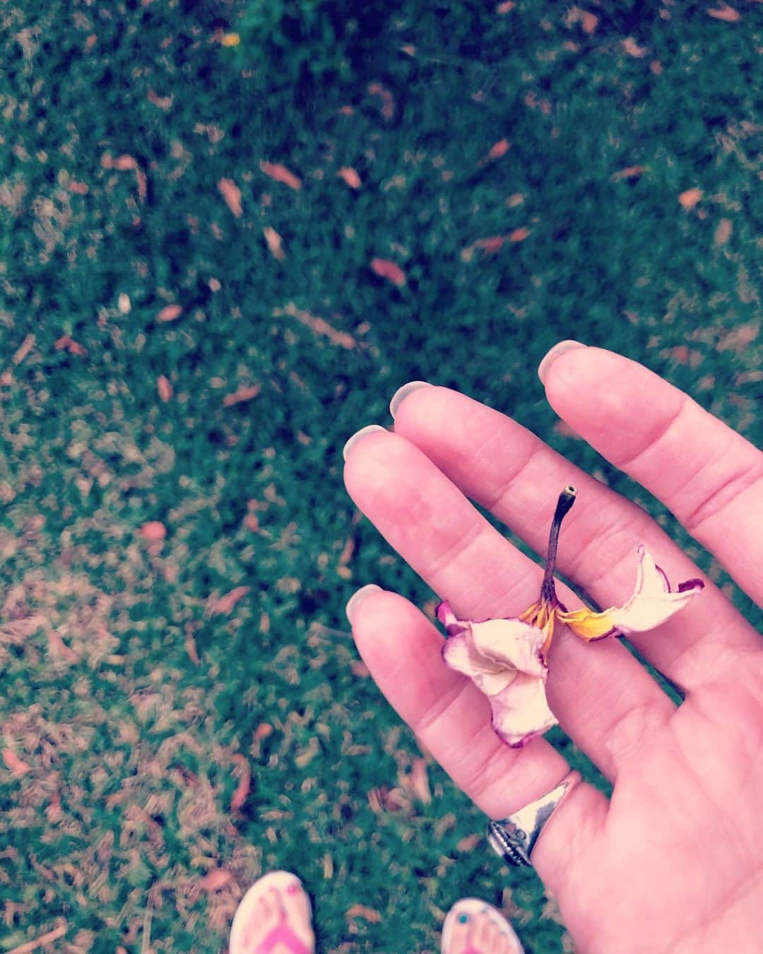 島袋寛子さんのインスタグラム写真 - (島袋寛子Instagram)「– 母の家のプルメリアさん。 ぽとっと　綺麗なまま　おちていたコを拾い、少しのあいだ一緒にいたのだけど、サヨナラまで綺麗でした。 自然へお返ししました。 終わりじゃない。 また地球を旅するんだよね☺︎ またね♡ ありがとう。」11月11日 13時16分 - hiroko.shimabukuro