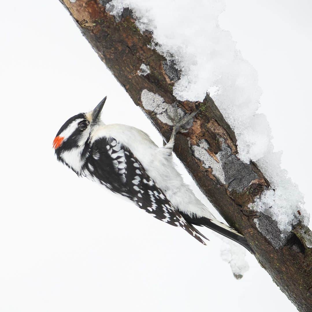 Tim Lamanさんのインスタグラム写真 - (Tim LamanInstagram)「Photos by @TimLaman.  Sharing a few more shots from my backyard birds in the snow series.  1) Downy Woodpecker.  2) Tufted Titmouse.  3) White-breasted Nuthatch.  - My Head Start Holiday Sale is now live.  The beauty and peace of a snowy scene, and the inspiring power of birds make a nice combination, perhaps for your wall, or maybe you know a bird lover who needs a gift.  Check out the full selection at the Sale link in bio (or www.timlamanfineart.com). 12-inch square prints are only $100 right now! - #woodpecker #backyardbirds #birds #nature #NewEngland #winter #snow」11月11日 13時17分 - timlaman