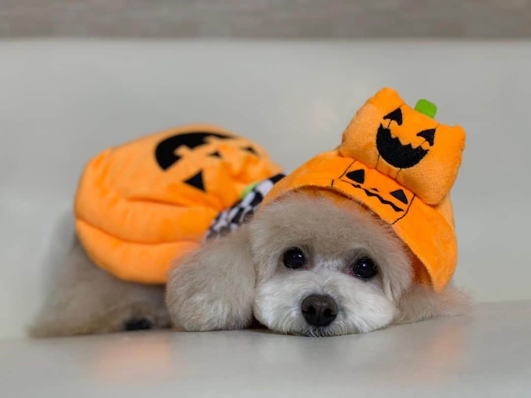 板野成美のインスタグラム：「🎃🤍🎃🤍 #トイプ」