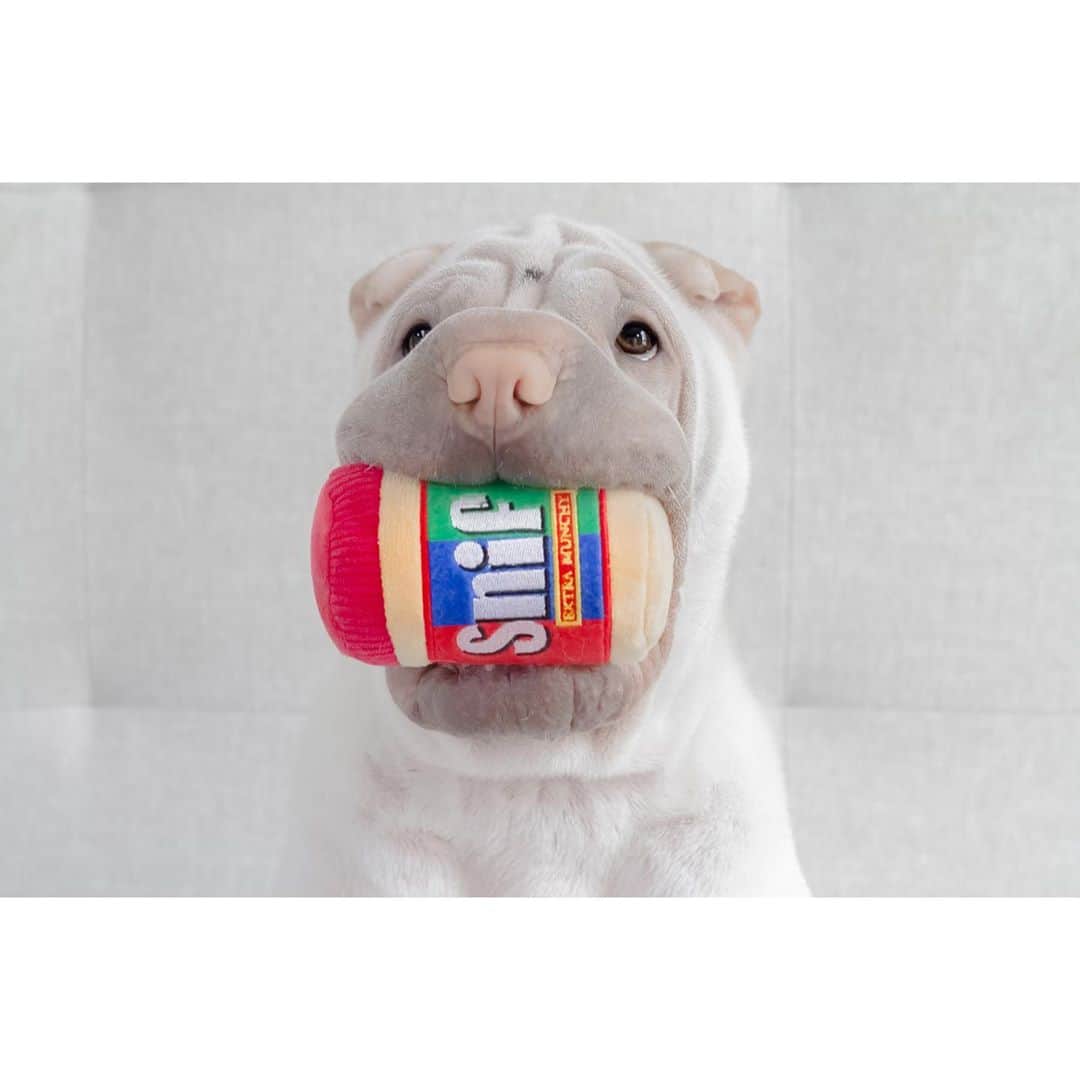 annie&pADdinGtoNさんのインスタグラム写真 - (annie&pADdinGtoNInstagram)「Can you please helps me opens dis fanks 🥜 🧈 #idonthavethumbs #lambingtonproblems #peanutbutter #jif #idpetcrew #love #sharpei #sharpeisofinstagram #sharpeilove #wrinkles #dog #dogs #dogsofinstagram #doglovers #ilovemydog #doglife #instagood #weeklyfluff #instadaily #doggylove #petsofinstagram #squishyfacecrew #iloveyoutothemoonandback you can find this adorable toy at @idpetaustralia」11月11日 13時22分 - anniepaddington