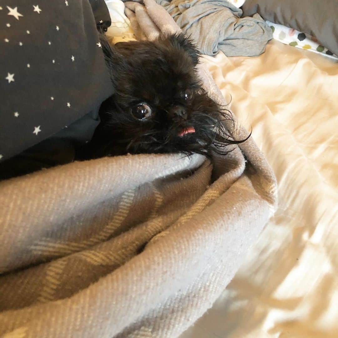 Digby & Aloのインスタグラム：「Nope, absolutely not getting out of bed today. Try again tomorrow!」