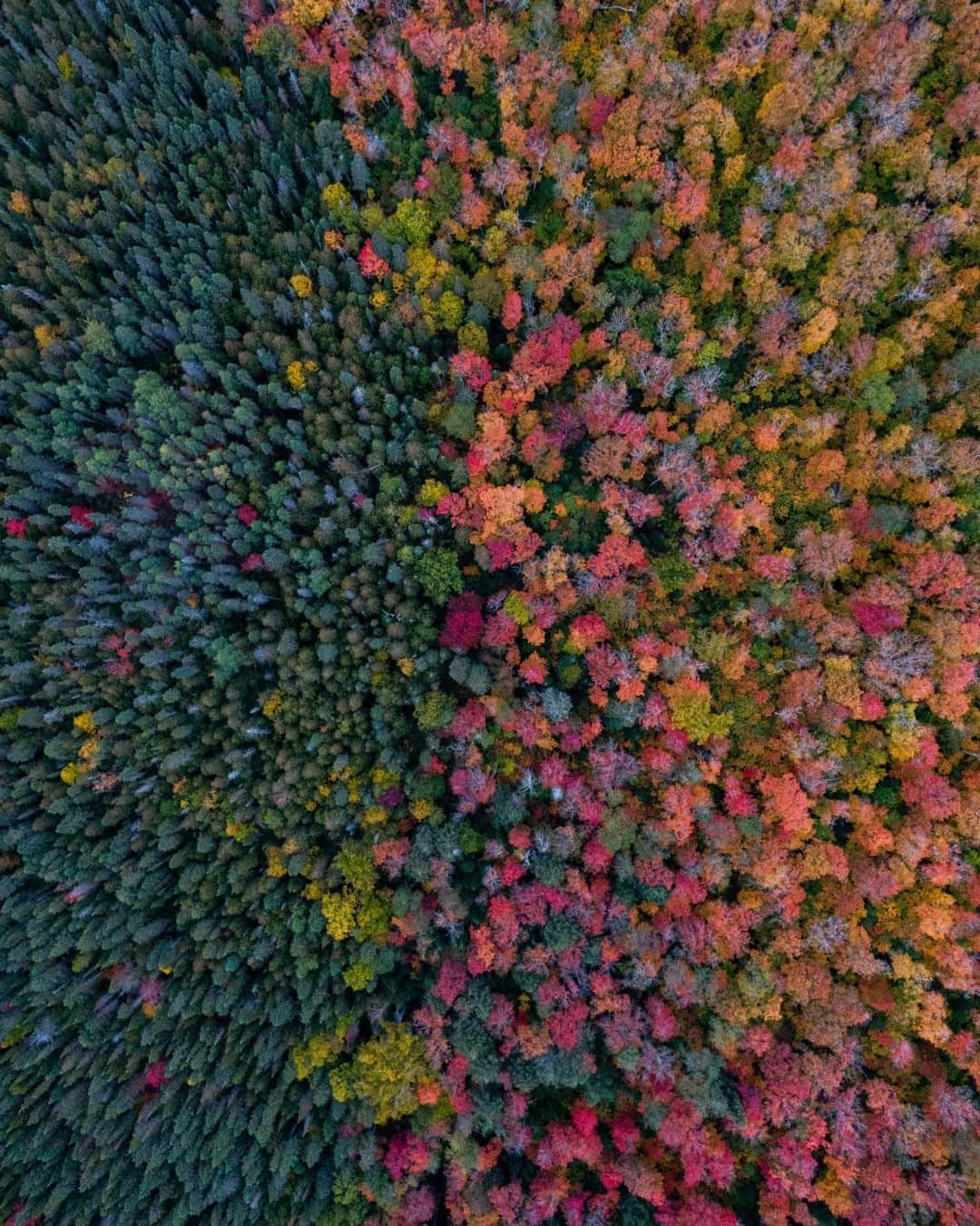 National Geographic Travelさんのインスタグラム写真 - (National Geographic TravelInstagram)「Photo by Spencer Millsap @Spono / Fall colors of yellow birch and sugar maples creep in along the western edge of Algonquin Provincial Park in Ontario, Canada. The park draws thousands of visitors to its stunning fall colors every year. #Fall #AlgonquinProvincialPark #Ontario #Canada」11月11日 4時37分 - natgeotravel