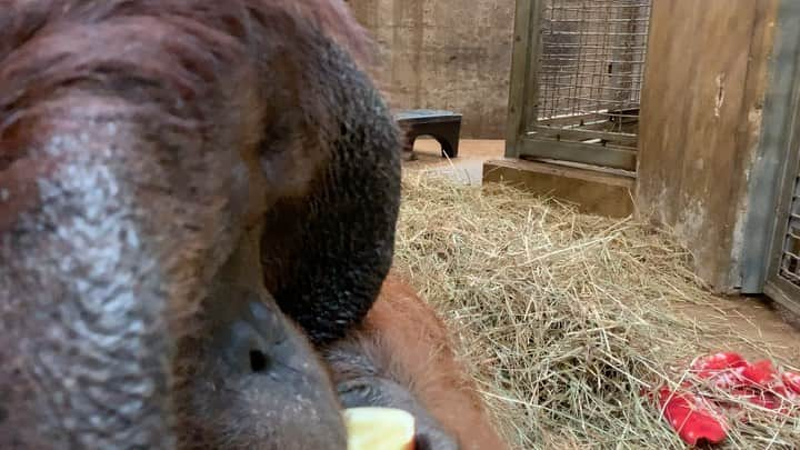 スミソニアン国立動物園のインスタグラム