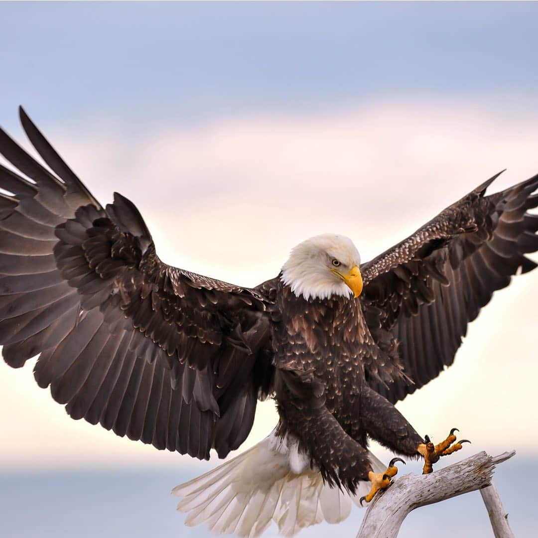 アメリカ運輸保安局さんのインスタグラム写真 - (アメリカ運輸保安局Instagram)「Tomorrow’s #VeteransDay but we believe every day should be a salute to those who serve. We really don’t want to get into a battle about which branch is the best...you know who you are. 😉 So if you are a veteran, active military, or military family, thank you for your service.  Check out the link in our bio for perks TSA provides for active duty military.  #tsagov #waitinline #TSASecurity #aviationlove #traveldesire #shoesoff #Frequentflyer #safetravels #travellife #security」11月11日 5時06分 - tsa