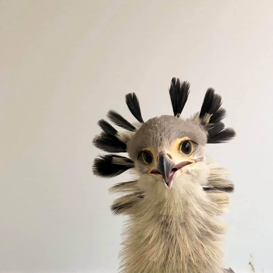 San Diego Zooさんのインスタグラム写真 - (San Diego ZooInstagram)「✨Glow Up✨ At about a year old, secretary birds go through their first molt. Their "pigtails" become quills, their faces turn orange as the sunset, and they become administrative assistant birds...ok that last part's not true.  #TransformationTuesday #GlowUpBirb  #SanDiegoZoo」11月11日 5時28分 - sandiegozoo