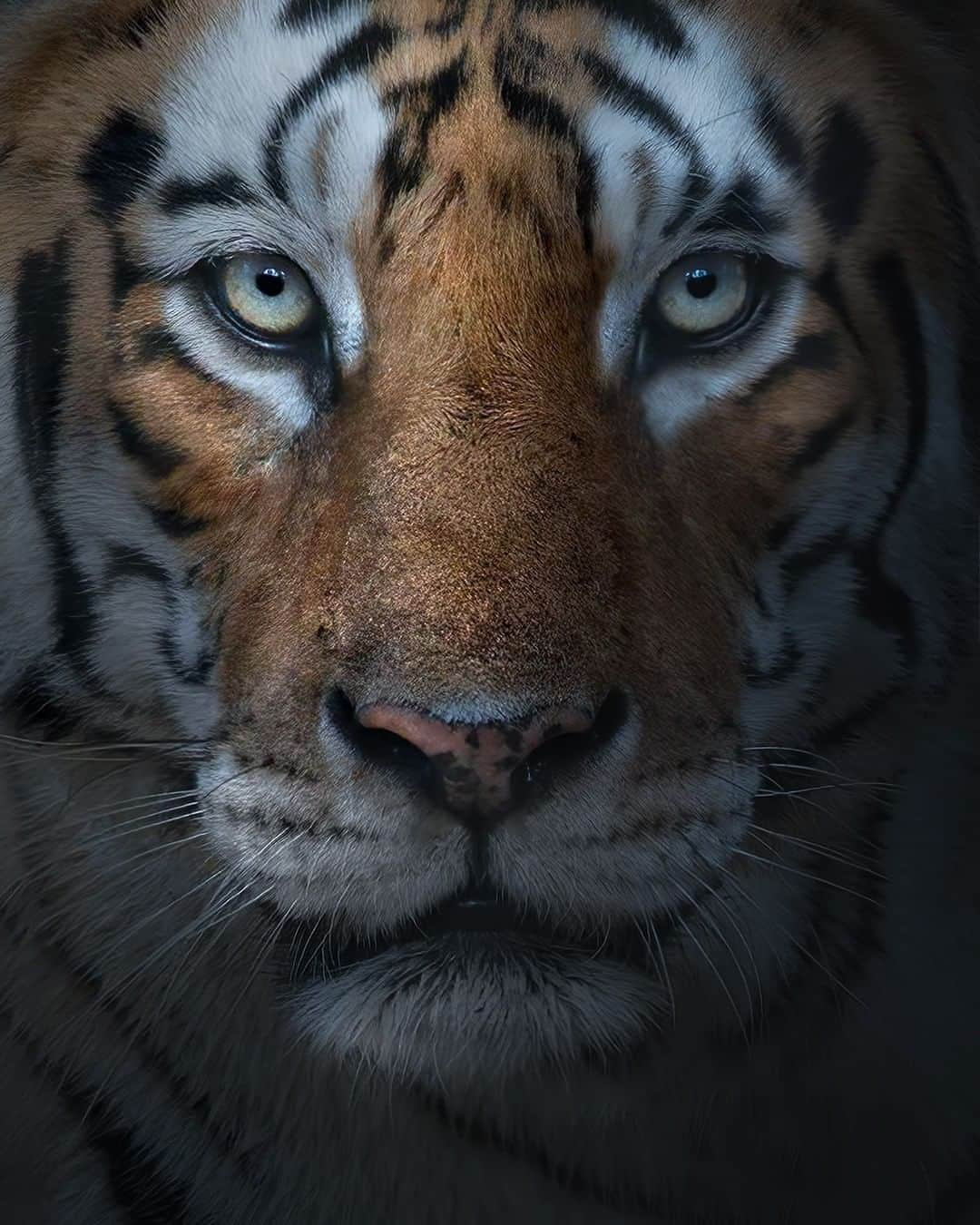 Discoveryさんのインスタグラム写真 - (DiscoveryInstagram)「Up close and personal. 🐯  Photo: Michele Bavassano (@michele_bavassano)  #ProjectCAT #tiger #wildlife_perfection #tigerking #bigcatsofinstagram」11月11日 5時42分 - discovery