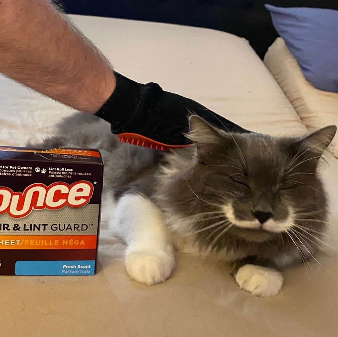 ハミルトンザ・ヒップスターキャットさんのインスタグラム写真 - (ハミルトンザ・ヒップスターキャットInstagram)「Brushing Hammy regularly is super important for his health (he's the hairball king). I used to have to change after every brushing session and even started to wear a makeshift smock to protect my clothes. Thanks to @bouncesheets Pet Hair and Lint Guard Mega Dryer Sheets, I no longer have to worry about that and even feel comfortable wearing dark colors. It's still a chore for Hammy, but it makes my life much easier. #mustachecat #ad  When you purchase Bounce Pet anywhere it is sold, download the @checkout51 app and take a picture of the receipt from your Bounce Pet purchase to earn $1 cash back. The offer is live now until 12/30.」11月11日 5時36分 - hamilton_the_hipster_cat