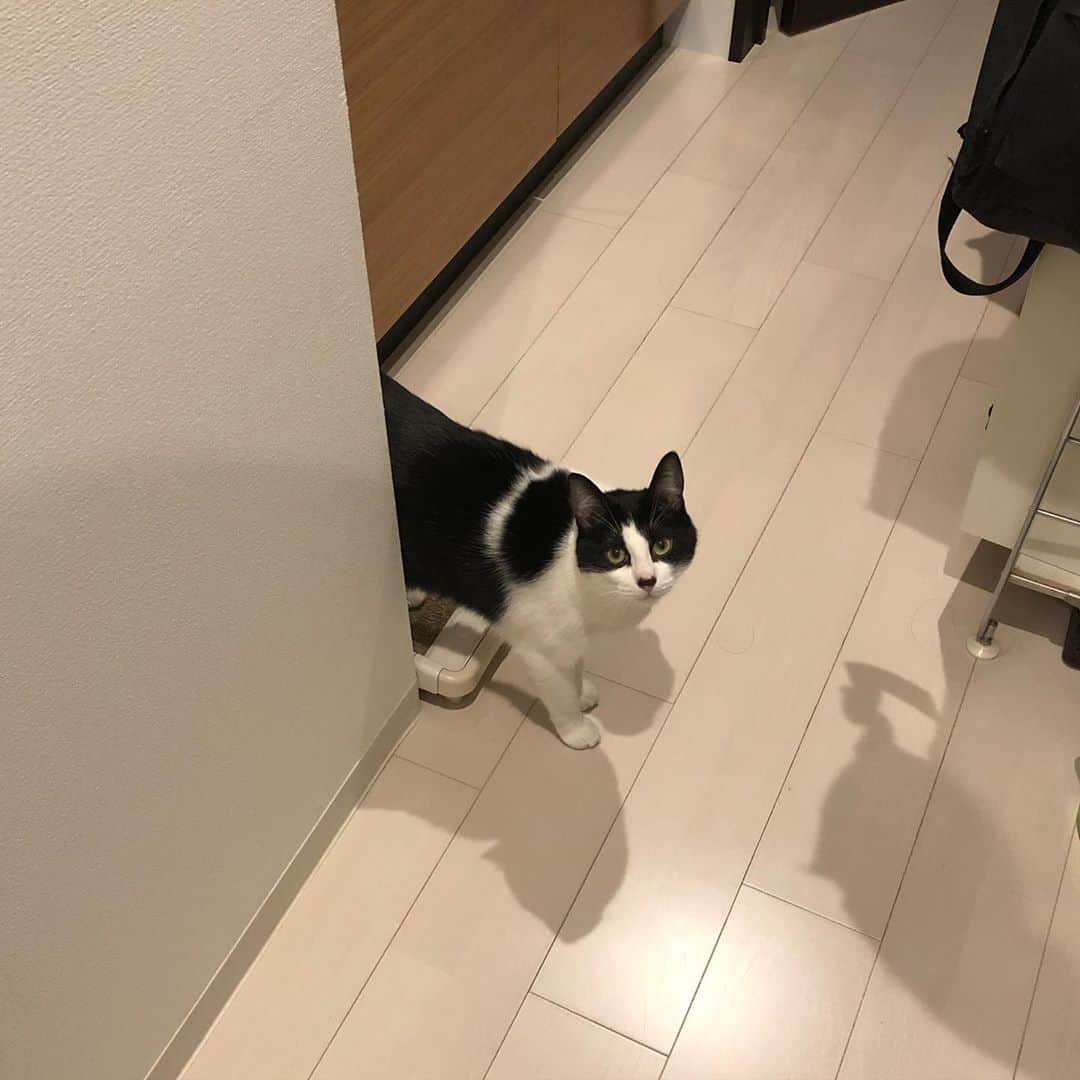 ぽんずのインスタグラム：「早朝から、どちらへ？ って顔。  #ねこ#猫#cat#猫好き#親バカ#はちわれ#ハチワレ#はちわれ猫#ハチワレ猫#白黒猫部#にゃんすたぐらむ#ilovecat#猫大好き#うちの猫自慢#白黒猫 #我が家のぽんずくん #ちゅーちゅー妖怪」