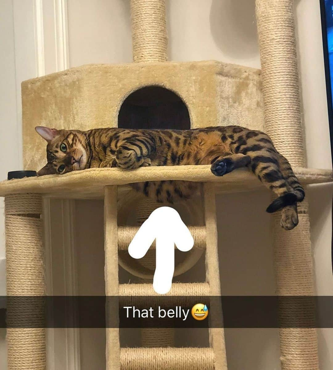 Aww Clubさんのインスタグラム写真 - (Aww ClubInstagram)「Me after a heavy meal⠀ ⠀ 📷@missenell⠀ ⠀ #meowed #missenell #gilbert #bengal #belly #yum #theservant」11月11日 6時00分 - meowed