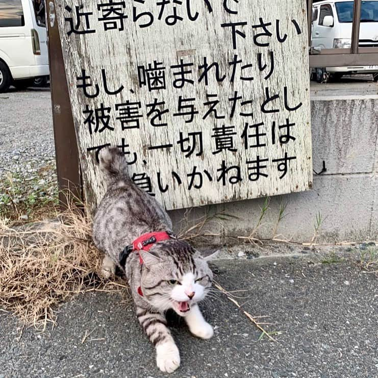 Nyankichi Noranekoさんのインスタグラム写真 - (Nyankichi NoranekoInstagram)「#猫 #cat #고양이 #แมว #貓 #кошка #wats #chat #ニャンスタグラム #gato #catsofinstagram #ねこ部 #旅猫 #cats #aso #japan #猫写真 #ねこ #seekor #ネコ #kitty #パトロール #kucing #kucinglucu #猛犬注意 #猛猫注意 #猛猫 #にゃんパシャコンテスト #オールウェル」11月11日 6時16分 - noraneko_nyankichi