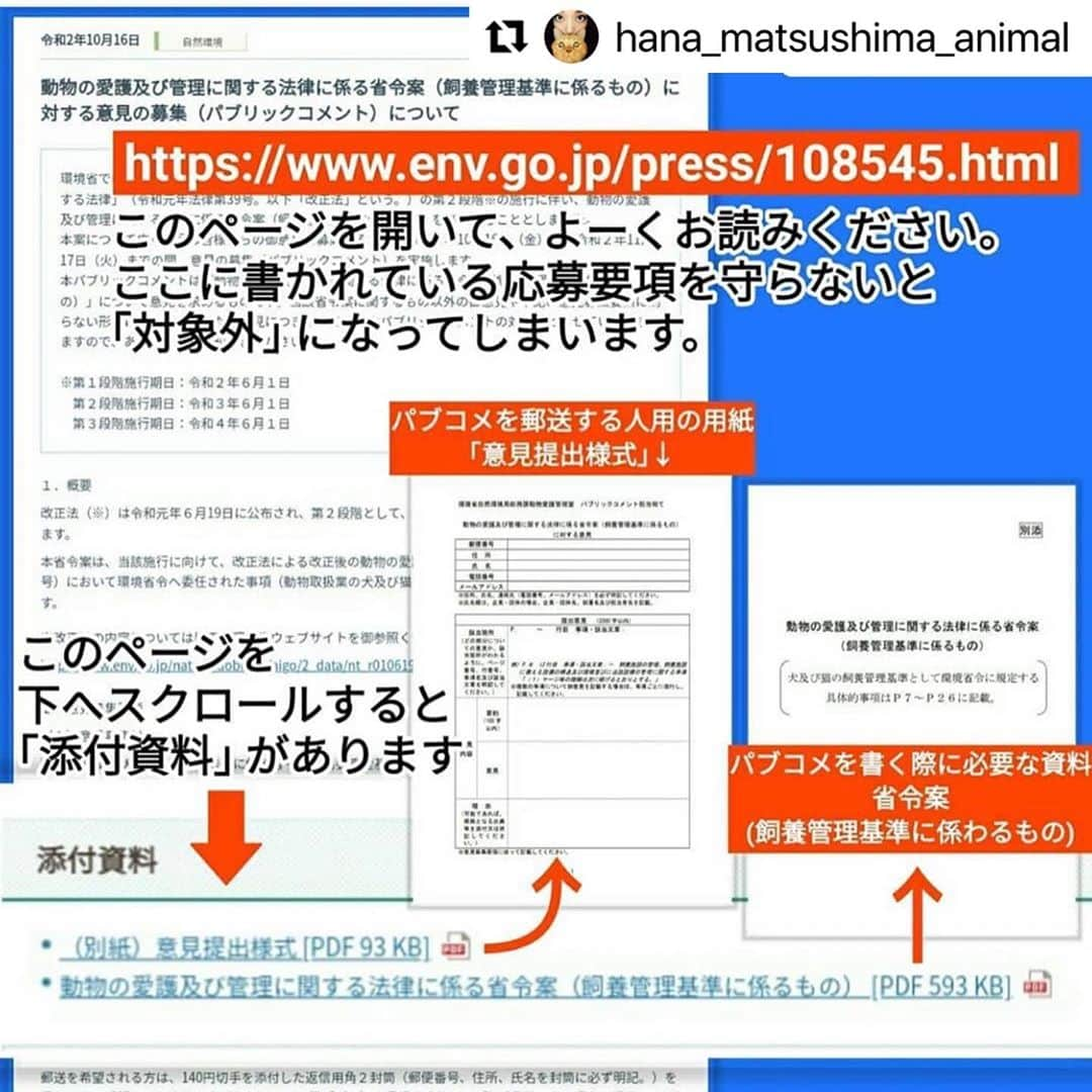 二階堂ふみさんのインスタグラム写真 - (二階堂ふみInstagram)「数値規制パブリックコメント、1週間切りました。 @vivace_f さん @hana_matsushima_animal   いつも情報を、ありがとうございます！  #Repost @hana_matsushima_animal with @make_repost ・・・ : 〝数値規制〟のパブリックコメントが 始まっています。 . 数値規制って何なのか？ 何のためにやっているのか？ これが、動物のための数値規制にならないと 何がいけないのか？ . もう皆さんにはわかって頂いていると思います。 狭いケージの中に何年間も閉じ込められて、 まるで子犬子猫を産ませる機械のように扱われる動物、その大量生産された結果として多頭飼育崩壊、遺棄や持込みなどの殺処分。 . もうこんな日本辞めませんか？ そのためには思っているだけでは 何も変わりません。 私たちの思いや声を環境省に 届けなくてはいけません。 . 皆さんにはこの数ヶ月… ハガキやメール、 嘆願書と色々なことをお願いしました。 大変申し訳ありませんが… 最後に正直少し面倒かもしれませんが🙏 パブリックコメント(意見公募)にご協力下さい🙏🐕🐈 . パブリックコメント、通称パブコメで数値規制に関する皆さんからの意見や情報を募ります。 . ペット業界も… 動物よりではない数値規制にするために 猛反発しています。 最後に大どんでん返しにならないために… 皆さんにパブコメに最後の力を注いで 頂くことをお願いします🙏🙏🙏 11月17日必着‼️ . . #花アニマル #数値規制 #動物のための数値規制を  #数値規制パブリックコメント #パブリックコメント募集中 #私にできること #自分にできること #生体販売反対 #環境省 #動物環境福祉協会eva  #ラベンダーリボン . . #Repost @vivace_f with @make_repost ・・・ ｢数値規制｣ のパブリックコメントが16日にスタートしました。 . 何度か書いてきた私でも戸惑うパブリックコメント😵 官公庁特有の複雑なホームページに、ややこしい文章で書かれた応募要項。 今回初めてパブコメに挑戦される方のなかには、途方に暮れていたり、間違った書き方で進めていらっしゃるかもしれません💧 . せっかく一生懸命書いたパブコメが、環境省から ｢対象外｣ の烙印を押されないように、決められたルールに則ってパブコメに参加しましょう✊🏻 . 前回のパブコメは、FAXやメール、レポート用紙でも提出OKでした。 しかし今回は、電子窓口の ｢意見提出フォーム｣ か、郵送用の専用用紙 ｢意見提出様式｣ といった、２つの提出方法のみとなっております。 私の場合、１枚の用紙では書き足りないので、複数枚提出することになりそうです✍🏻 . 🔴「セブンイレブン｣ のマルチコピーから、パブコメ専用用紙の ｢意見提出様式｣ を出力できます。 予約番号は毎日変わりますので、@vivace_f のプロフィール欄をご確認ください。 11月15日で配信終了させていただきます。 . #私たちにできること #パブリックコメント #パブコメ #世界基準の数値規制 #動物のための数値規制を #環境省 #数値規制 #嘆願書 #ペットショップに行く前に #里親になろう #保護犬 #いぬ #愛犬  #保護猫 #ねこ #愛猫  #いぬ部 #犬のいる生活 #ねこ部 #猫のいる生活 #保険クリニックの日2020」11月11日 6時46分 - fumi_nikaido