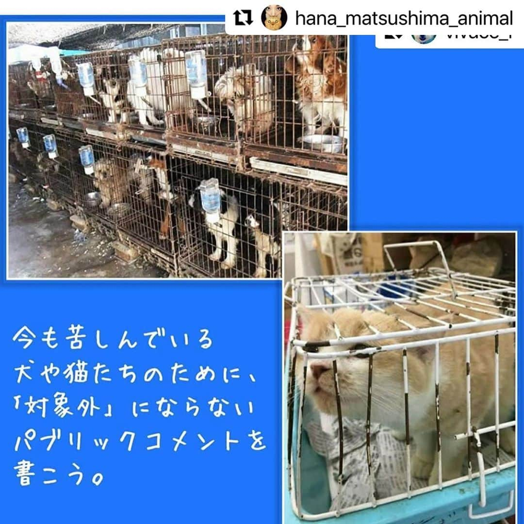 二階堂ふみさんのインスタグラム写真 - (二階堂ふみInstagram)「数値規制パブリックコメント、1週間切りました。 @vivace_f さん @hana_matsushima_animal   いつも情報を、ありがとうございます！  #Repost @hana_matsushima_animal with @make_repost ・・・ : 〝数値規制〟のパブリックコメントが 始まっています。 . 数値規制って何なのか？ 何のためにやっているのか？ これが、動物のための数値規制にならないと 何がいけないのか？ . もう皆さんにはわかって頂いていると思います。 狭いケージの中に何年間も閉じ込められて、 まるで子犬子猫を産ませる機械のように扱われる動物、その大量生産された結果として多頭飼育崩壊、遺棄や持込みなどの殺処分。 . もうこんな日本辞めませんか？ そのためには思っているだけでは 何も変わりません。 私たちの思いや声を環境省に 届けなくてはいけません。 . 皆さんにはこの数ヶ月… ハガキやメール、 嘆願書と色々なことをお願いしました。 大変申し訳ありませんが… 最後に正直少し面倒かもしれませんが🙏 パブリックコメント(意見公募)にご協力下さい🙏🐕🐈 . パブリックコメント、通称パブコメで数値規制に関する皆さんからの意見や情報を募ります。 . ペット業界も… 動物よりではない数値規制にするために 猛反発しています。 最後に大どんでん返しにならないために… 皆さんにパブコメに最後の力を注いで 頂くことをお願いします🙏🙏🙏 11月17日必着‼️ . . #花アニマル #数値規制 #動物のための数値規制を  #数値規制パブリックコメント #パブリックコメント募集中 #私にできること #自分にできること #生体販売反対 #環境省 #動物環境福祉協会eva  #ラベンダーリボン . . #Repost @vivace_f with @make_repost ・・・ ｢数値規制｣ のパブリックコメントが16日にスタートしました。 . 何度か書いてきた私でも戸惑うパブリックコメント😵 官公庁特有の複雑なホームページに、ややこしい文章で書かれた応募要項。 今回初めてパブコメに挑戦される方のなかには、途方に暮れていたり、間違った書き方で進めていらっしゃるかもしれません💧 . せっかく一生懸命書いたパブコメが、環境省から ｢対象外｣ の烙印を押されないように、決められたルールに則ってパブコメに参加しましょう✊🏻 . 前回のパブコメは、FAXやメール、レポート用紙でも提出OKでした。 しかし今回は、電子窓口の ｢意見提出フォーム｣ か、郵送用の専用用紙 ｢意見提出様式｣ といった、２つの提出方法のみとなっております。 私の場合、１枚の用紙では書き足りないので、複数枚提出することになりそうです✍🏻 . 🔴「セブンイレブン｣ のマルチコピーから、パブコメ専用用紙の ｢意見提出様式｣ を出力できます。 予約番号は毎日変わりますので、@vivace_f のプロフィール欄をご確認ください。 11月15日で配信終了させていただきます。 . #私たちにできること #パブリックコメント #パブコメ #世界基準の数値規制 #動物のための数値規制を #環境省 #数値規制 #嘆願書 #ペットショップに行く前に #里親になろう #保護犬 #いぬ #愛犬  #保護猫 #ねこ #愛猫  #いぬ部 #犬のいる生活 #ねこ部 #猫のいる生活 #保険クリニックの日2020」11月11日 6時46分 - fumi_nikaido