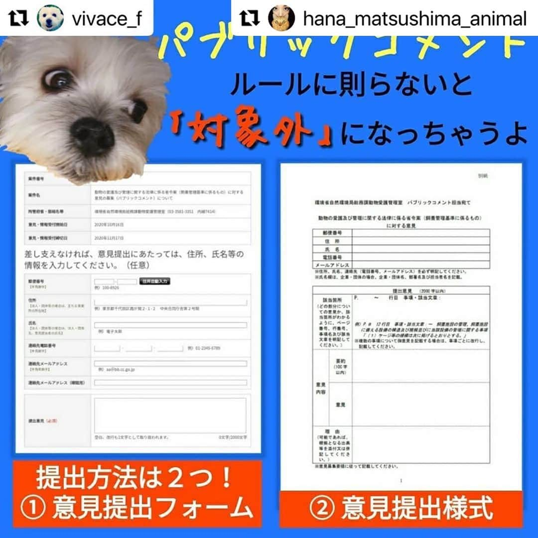 二階堂ふみさんのインスタグラム写真 - (二階堂ふみInstagram)「数値規制パブリックコメント、1週間切りました。 @vivace_f さん @hana_matsushima_animal   いつも情報を、ありがとうございます！  #Repost @hana_matsushima_animal with @make_repost ・・・ : 〝数値規制〟のパブリックコメントが 始まっています。 . 数値規制って何なのか？ 何のためにやっているのか？ これが、動物のための数値規制にならないと 何がいけないのか？ . もう皆さんにはわかって頂いていると思います。 狭いケージの中に何年間も閉じ込められて、 まるで子犬子猫を産ませる機械のように扱われる動物、その大量生産された結果として多頭飼育崩壊、遺棄や持込みなどの殺処分。 . もうこんな日本辞めませんか？ そのためには思っているだけでは 何も変わりません。 私たちの思いや声を環境省に 届けなくてはいけません。 . 皆さんにはこの数ヶ月… ハガキやメール、 嘆願書と色々なことをお願いしました。 大変申し訳ありませんが… 最後に正直少し面倒かもしれませんが🙏 パブリックコメント(意見公募)にご協力下さい🙏🐕🐈 . パブリックコメント、通称パブコメで数値規制に関する皆さんからの意見や情報を募ります。 . ペット業界も… 動物よりではない数値規制にするために 猛反発しています。 最後に大どんでん返しにならないために… 皆さんにパブコメに最後の力を注いで 頂くことをお願いします🙏🙏🙏 11月17日必着‼️ . . #花アニマル #数値規制 #動物のための数値規制を  #数値規制パブリックコメント #パブリックコメント募集中 #私にできること #自分にできること #生体販売反対 #環境省 #動物環境福祉協会eva  #ラベンダーリボン . . #Repost @vivace_f with @make_repost ・・・ ｢数値規制｣ のパブリックコメントが16日にスタートしました。 . 何度か書いてきた私でも戸惑うパブリックコメント😵 官公庁特有の複雑なホームページに、ややこしい文章で書かれた応募要項。 今回初めてパブコメに挑戦される方のなかには、途方に暮れていたり、間違った書き方で進めていらっしゃるかもしれません💧 . せっかく一生懸命書いたパブコメが、環境省から ｢対象外｣ の烙印を押されないように、決められたルールに則ってパブコメに参加しましょう✊🏻 . 前回のパブコメは、FAXやメール、レポート用紙でも提出OKでした。 しかし今回は、電子窓口の ｢意見提出フォーム｣ か、郵送用の専用用紙 ｢意見提出様式｣ といった、２つの提出方法のみとなっております。 私の場合、１枚の用紙では書き足りないので、複数枚提出することになりそうです✍🏻 . 🔴「セブンイレブン｣ のマルチコピーから、パブコメ専用用紙の ｢意見提出様式｣ を出力できます。 予約番号は毎日変わりますので、@vivace_f のプロフィール欄をご確認ください。 11月15日で配信終了させていただきます。 . #私たちにできること #パブリックコメント #パブコメ #世界基準の数値規制 #動物のための数値規制を #環境省 #数値規制 #嘆願書 #ペットショップに行く前に #里親になろう #保護犬 #いぬ #愛犬  #保護猫 #ねこ #愛猫  #いぬ部 #犬のいる生活 #ねこ部 #猫のいる生活 #保険クリニックの日2020」11月11日 6時46分 - fumi_nikaido