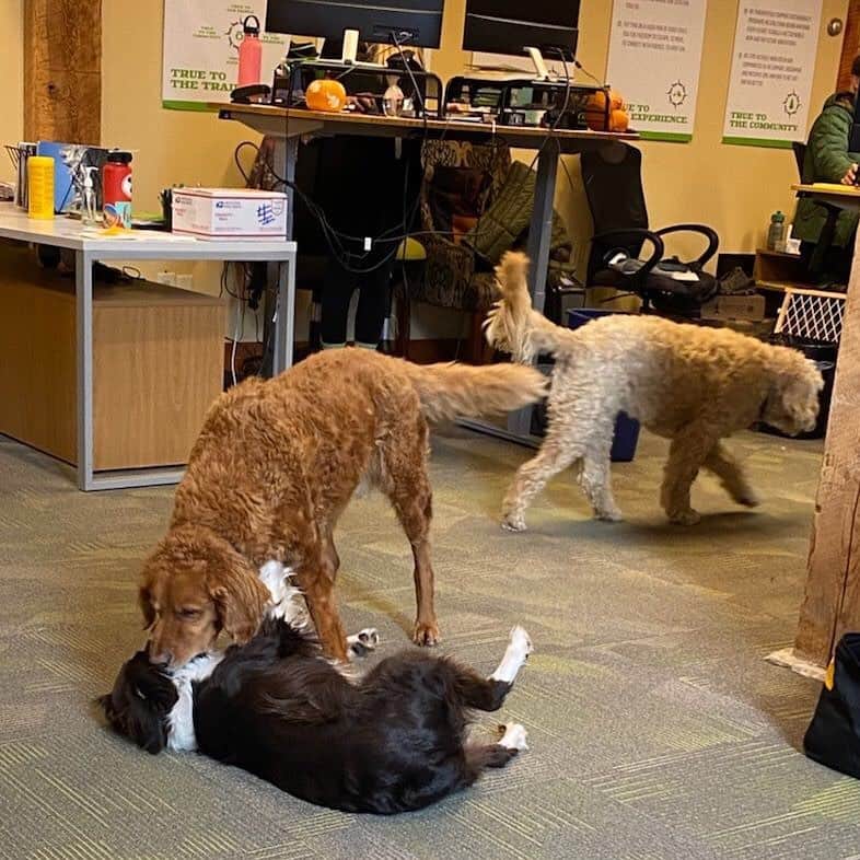 オボズさんのインスタグラム写真 - (オボズInstagram)「Part of what makes Oboz one of the "Best Places to Work in 2020" is our dog-friendliness. We have our good doggo buddies to thank for enhancing our happy office vibes! ⠀ ⠀ See the full list of Best Places to Work this year at @outsidemagazine and pay special attention to #28 😉 .⠀ .⠀ .⠀ .⠀ #truetothetrail #bestplacetowork #dogfriendlyoffice #montanajobs #outdoorjobs #bozeman #dogsarefamily」11月11日 7時04分 - obozfootwear