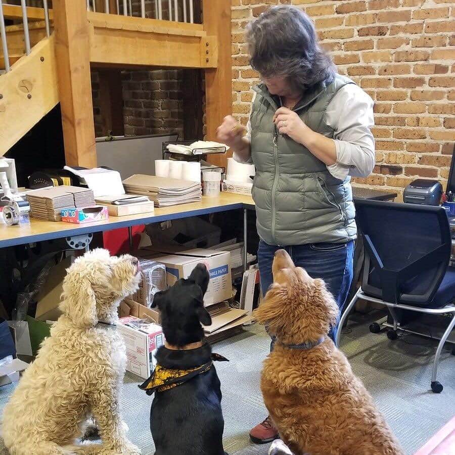 オボズのインスタグラム：「Part of what makes Oboz one of the "Best Places to Work in 2020" is our dog-friendliness. We have our good doggo buddies to thank for enhancing our happy office vibes! ⠀ ⠀ See the full list of Best Places to Work this year at @outsidemagazine and pay special attention to #28 😉 .⠀ .⠀ .⠀ .⠀ #truetothetrail #bestplacetowork #dogfriendlyoffice #montanajobs #outdoorjobs #bozeman #dogsarefamily」