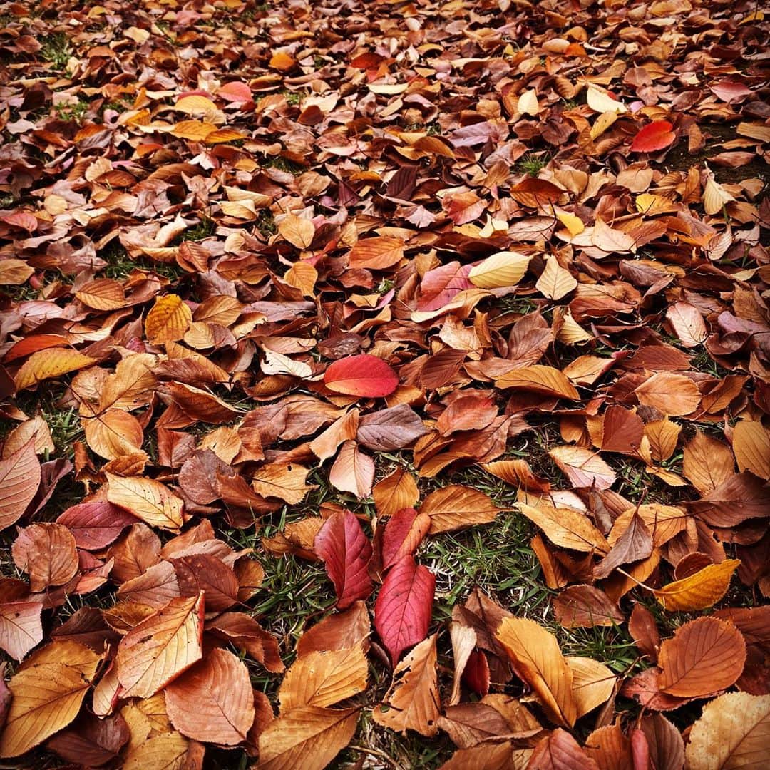 のインスタグラム：「紅葉絨毯🍁  Instagram映え探しって  毎日が宝探し  今日はどんな宝写真撮れるかな😆🤳✨  どんな瞬間も映えている✨👍🏾  今日も素敵な一日を🍀  #instagram #sns  は　#映え探し は　#宝探し   #haveaniceday 🌈」