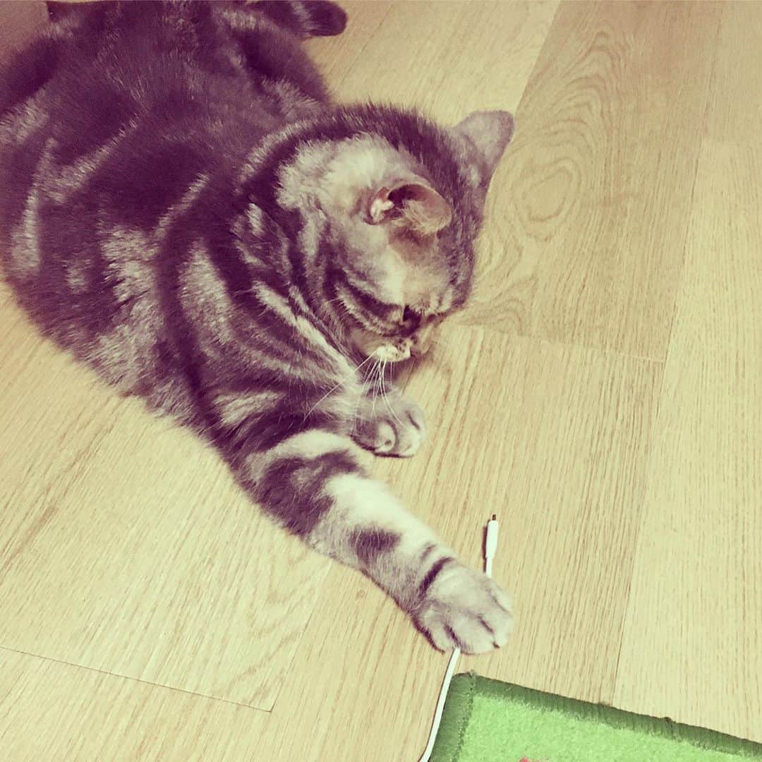 のインスタグラム：「※ なごむら流 空手の使い手。  #動かない敵には強気 #不意打ち得意 #肉球ぽよぽよ  #つまりはへっぽこ」