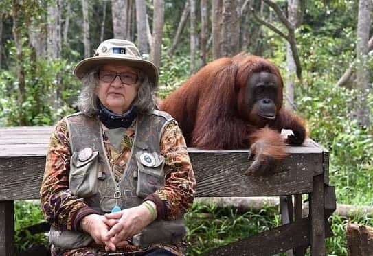 OFI Australiaさんのインスタグラム写真 - (OFI AustraliaInstagram)「As OFI's Orangutan Awareness Week comes to a close, a salute with deep gratitude to the orangutan #FirstResponder ⁦Dr. Birute Mary Galdikas. Everything we now know about orangutans started with Dr Galdikas, pioneer and OFI's Founder and President. #drbirute #orangutanawarenessweek  ______________________________ 🦧 OFIA Founder: Kobe Steele kobe@ofiaustralia.com  OFIA Patron: Dr Birute Galdikas @drbirute @orangutanfoundationintl @orangutan.canada www.orangutanfoundation.org.au 🦧 🧡 🦧 #orangutan #orphan #rescue #rehabilitate #release #BornToBeWild #Borneo #Indonesia #CampLeakey #saveorangutans #sayNOtopalmoil #palmoil #deforestation #destruction #rainforest #environment #nature #instanature #endangeredspecies #criticallyendangered #wildlife #orangutanfoundationintl #ofi #ofiaustralia #FosterAnOrangutan」11月11日 7時27分 - ofi_australia