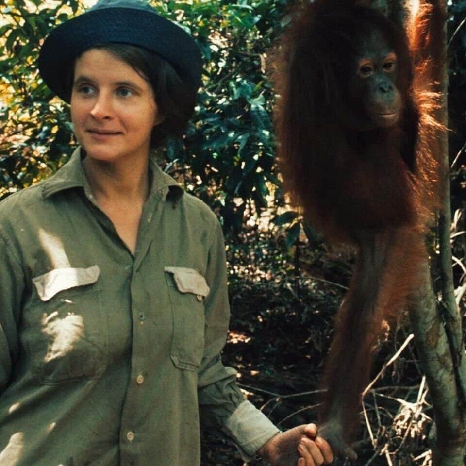 OFI Australiaさんのインスタグラム写真 - (OFI AustraliaInstagram)「As OFI's Orangutan Awareness Week comes to a close, a salute with deep gratitude to the orangutan #FirstResponder ⁦Dr. Birute Mary Galdikas. Everything we now know about orangutans started with Dr Galdikas, pioneer and OFI's Founder and President. #drbirute #orangutanawarenessweek  ______________________________ 🦧 OFIA Founder: Kobe Steele kobe@ofiaustralia.com  OFIA Patron: Dr Birute Galdikas @drbirute @orangutanfoundationintl @orangutan.canada www.orangutanfoundation.org.au 🦧 🧡 🦧 #orangutan #orphan #rescue #rehabilitate #release #BornToBeWild #Borneo #Indonesia #CampLeakey #saveorangutans #sayNOtopalmoil #palmoil #deforestation #destruction #rainforest #environment #nature #instanature #endangeredspecies #criticallyendangered #wildlife #orangutanfoundationintl #ofi #ofiaustralia #FosterAnOrangutan」11月11日 7時27分 - ofi_australia