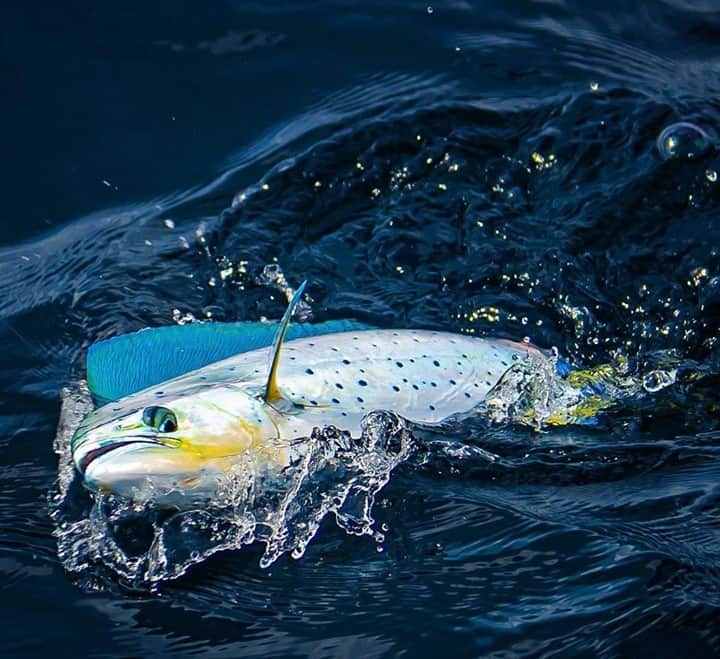 Costa Sunglassesのインスタグラム：「Silver bullet. 📷: @woozy_fishing #SeeWhatsOutThere #BornOnTheWater」
