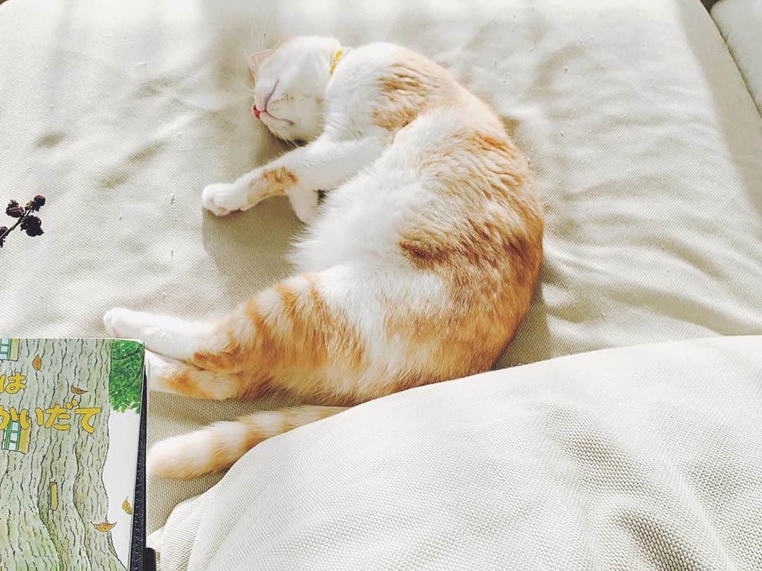 kinaxのインスタグラム：「. good morning(๑′ᴗ‵๑)☀in Japan, and good afternoon, good evening, good night for world friends! . 急にぐっと冷え込んできたね❄️ お天気だけど、寒い朝。 . 幸い、我が家は風邪も引かずみんな元気だけど 細々と日々バタバタしていて なかなか写真も撮れずにいました🐕🐈 . . 日向ぼっこしていたソルのお口が可愛くて そーっと撮ったら見つかってしまったところ。笑 . . 話は変わって、ここ最近むちこさんが何故か ドン・キホーテの曲を歌うよ🎤 . 最近行ってないんだけどな、なんでだろうな😂 . . しかもいつも通りオリジナリティ溢れるアレンジで 「ドンドンドン、ドンキー ドンドンドン、ホーテー ドンドンドン、ドンキー ドンドンドン、ドンキーホーテーー」 って、 同じリズムで続くのかと思いきや 最後ごちゃっとしてモヤっとする駆け足具合です😂 . . 話はもうひとつ変わって 最近むちこさんが、何かの手順を説明するときに 毎回「まず」って付けるよʕ •́؈•̀ ₎笑 . 2番目も3番目も「まず」が来るので すごく気になるのだけど 話を途中で遮りたくないので とりあえず黙って聞いて 後から説明するんだけど なかなか伝わらないよ😂 . 時間の概念もまだ難しくて、 一昨日とか明後日とか、2〜3日離れたあたりが まだよく分からない感じかな😂 . . 2人目だからなのか、ちびっこ姉さんの時に比べて 気付いたら出来る様になってた、っていうのが むちこさんにはどうしても多くて 日常に埋もれて忘れちゃう事も多いから 少しでもたくさん成長過程を 残せたらいいなぁ。 . . あ、ちなみに苦手だったブロッコリーを やっと食べられるようになったよ！ すごいねぇ(๑′ᴗ‵๑)🥦 . . みんなも加湿して暖かく過ごしてね！ . . #親バカ部 #猫バカ部 #保護猫 #kinaxfood #kinaxおべんと #ミッキーのリクエスト #給食も完食できるようになってきたよ #頑張ってるねぇ #モフモフ #冬毛 かと思っているけど #太った ？ 2020/11/11」