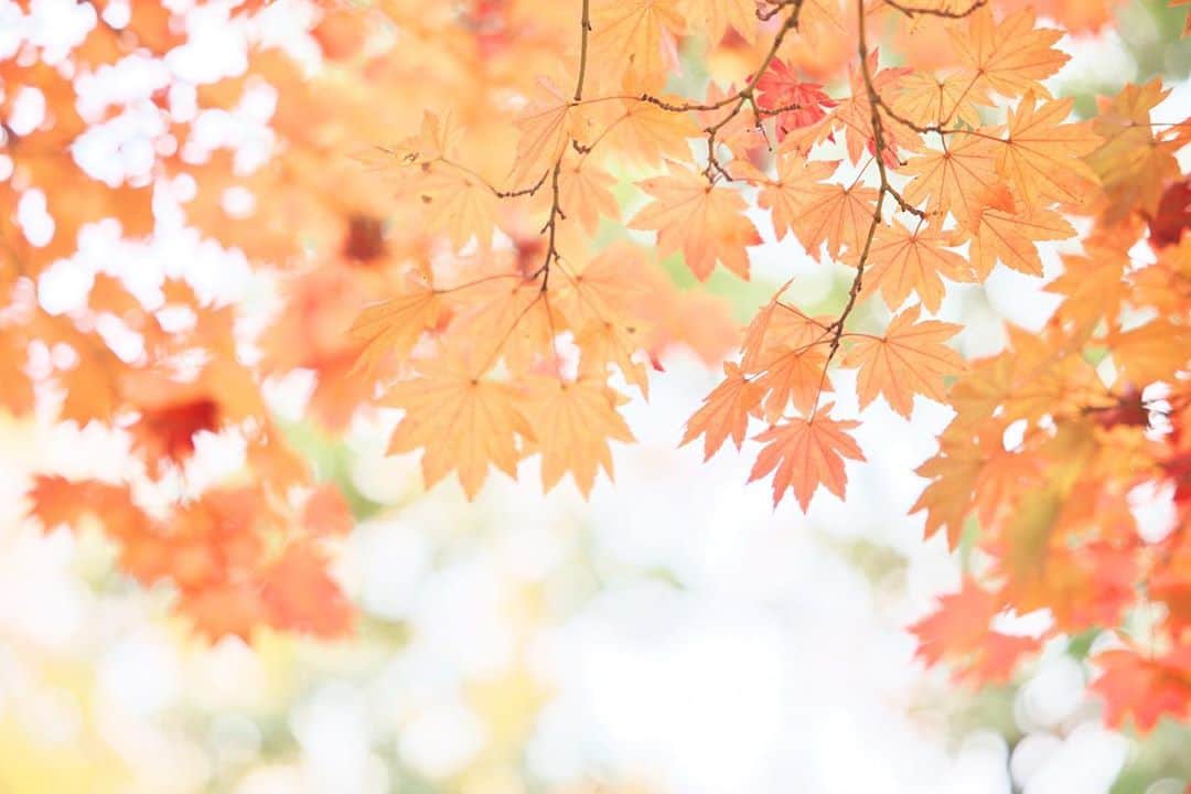 kiccyomuのインスタグラム：「☀️ 2020.11.11 Wed #昭和記念公園 日本庭園 オレンジ色の #モミジ 🍁 #紅葉 🍁の色付きが綺麗 今年は、なんだか🍁期待できそう😊  今日も元気に🤗  location #東京 #立川 📷撮影 2020年11月08日」