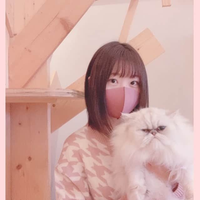 池田楓さんのインスタグラム写真 - (池田楓Instagram)「🐈  先日、名古屋に来て初めて猫カフェに行きました！ 久しぶりに猫と戯れられてとっても癒されました☺️ 2枚目はちょっとまねしてみました✌️  #名古屋 #猫カフェ #猫 #cat #ねこ  #ねこすたぐらむ #にゃんすたぐらむ  #猫のいる暮らし #catstagram #idol  #pink #ねこ部 #カフェ」11月11日 8時12分 - kaede_ske48