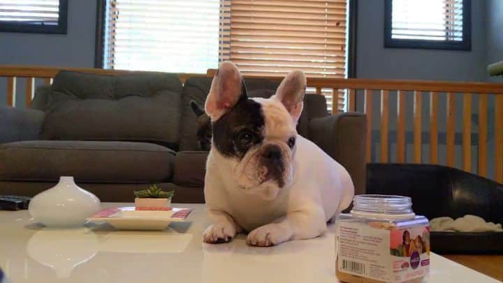 Manny The Frenchieのインスタグラム：「Expert at catching my fav whole meat protein snacks! And none for Frank! 😜 @halopets」